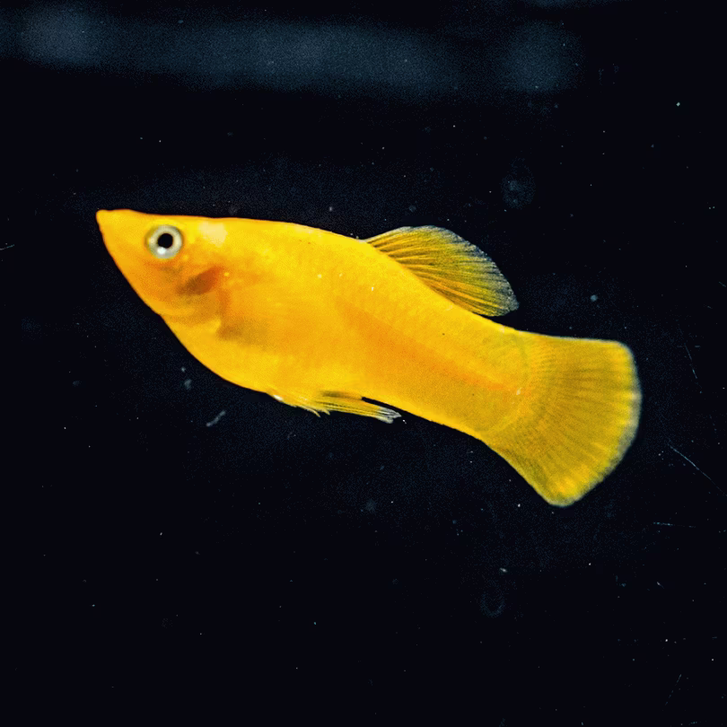 Golden Molly